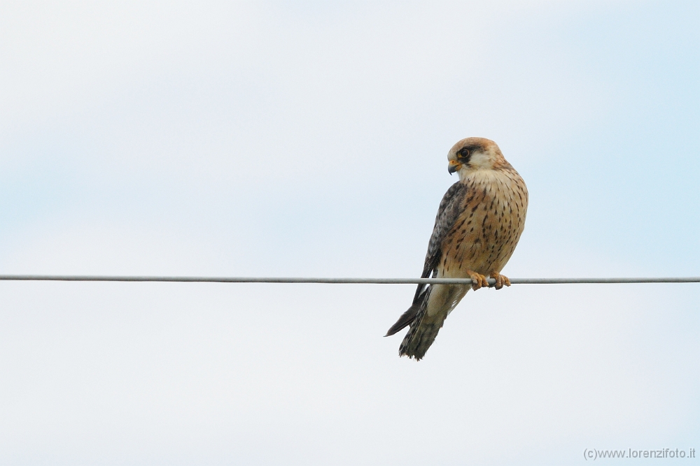 74569 Falco vespertinus (Falco cuculo, giovane).jpg